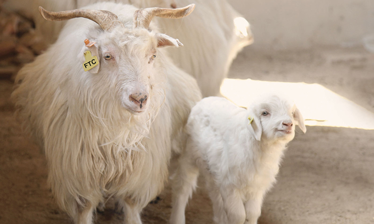 Shop All Yarn — Cashmere Goat